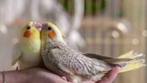 Скільки живе corella?